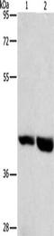G Protein-Coupled Receptor 182 antibody, CSB-PA693389, Cusabio, Western Blot image 