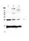 C-Reactive Protein antibody, PA5-79069, Invitrogen Antibodies, Western Blot image 