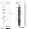 KH RNA Binding Domain Containing, Signal Transduction Associated 3 antibody, NBP2-55220, Novus Biologicals, Western Blot image 