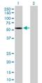 Cytochrome P450 Family 2 Subfamily A Member 13 antibody, H00001553-D01P, Novus Biologicals, Western Blot image 