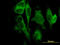 Gasdermin D antibody, LS-B4537, Lifespan Biosciences, Immunofluorescence image 