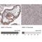 Aryl Hydrocarbon Receptor Nuclear Translocator antibody, NBP2-54663, Novus Biologicals, Immunohistochemistry paraffin image 