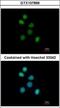 FES Proto-Oncogene, Tyrosine Kinase antibody, GTX107866, GeneTex, Immunocytochemistry image 