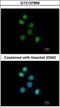 FPS antibody, GTX107866, GeneTex, Immunocytochemistry image 