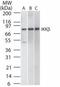 Inhibitor Of Nuclear Factor Kappa B Kinase Subunit Beta antibody, TA336374, Origene, Western Blot image 
