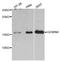 Gem Nuclear Organelle Associated Protein 6 antibody, abx125875, Abbexa, Western Blot image 