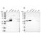 Acyl-CoA Thioesterase 7 antibody, NBP1-89279, Novus Biologicals, Western Blot image 