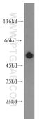 RasGEF Domain Family Member 1B antibody, 13617-1-AP, Proteintech Group, Western Blot image 