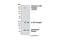 Colony Stimulating Factor 1 Receptor antibody, 3151S, Cell Signaling Technology, Western Blot image 