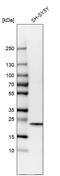 Cytoglobin antibody, HPA017757, Atlas Antibodies, Western Blot image 