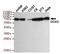 DEAD-Box Helicase 3 X-Linked antibody, MBS475215, MyBioSource, Western Blot image 
