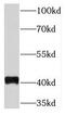 Transmembrane Protein 59 antibody, FNab08787, FineTest, Western Blot image 