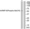 Heterogeneous nuclear ribonucleoprotein K antibody, PA5-39789, Invitrogen Antibodies, Western Blot image 