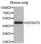 UDP-GlcNAc:BetaGal Beta-1,3-N-Acetylglucosaminyltransferase 5 antibody, abx002536, Abbexa, Western Blot image 