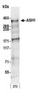 Achaete-Scute Family BHLH Transcription Factor 1 antibody, A301-749A, Bethyl Labs, Western Blot image 