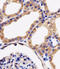 Adenylate Kinase 4 antibody, 61-029, ProSci, Immunohistochemistry paraffin image 