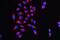 Cysteinyl-TRNA Synthetase antibody, A00259-1, Boster Biological Technology, Immunofluorescence image 