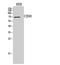 Solute Carrier Family 3 Member 2 antibody, STJ97294, St John