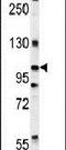 DIS3 Homolog, Exosome Endoribonuclease And 3'-5' Exoribonuclease antibody, PA5-23705, Invitrogen Antibodies, Western Blot image 