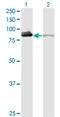 X-Ray Repair Cross Complementing 5 antibody, LS-C133515, Lifespan Biosciences, Western Blot image 