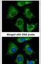 Ribosomal Protein L17 antibody, PA5-29397, Invitrogen Antibodies, Immunofluorescence image 