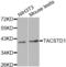 Epithelial Cell Adhesion Molecule antibody, LS-C331328, Lifespan Biosciences, Western Blot image 