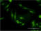 Phosphodiesterase 6D antibody, LS-C197861, Lifespan Biosciences, Immunofluorescence image 