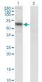 Solute Carrier Family 6 Member 16 antibody, H00028968-M13, Novus Biologicals, Western Blot image 