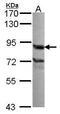 THO Complex 1 antibody, PA5-27816, Invitrogen Antibodies, Western Blot image 