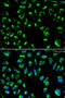 Protein Phosphatase 4 Catalytic Subunit antibody, 18-508, ProSci, Immunofluorescence image 