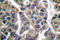 MAGE Family Member A1 antibody, LS-C176108, Lifespan Biosciences, Immunohistochemistry frozen image 