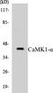 Calcium/Calmodulin Dependent Protein Kinase I antibody, EKC1077, Boster Biological Technology, Western Blot image 