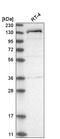 WIZ Zinc Finger antibody, HPA023774, Atlas Antibodies, Western Blot image 