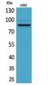 Myeloperoxidase antibody, STJ96716, St John