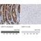 Cadherin 17 antibody, NBP1-88238, Novus Biologicals, Immunohistochemistry paraffin image 