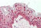 TIA1 Cytotoxic Granule Associated RNA Binding Protein Like 1 antibody, MBS248199, MyBioSource, Immunohistochemistry frozen image 