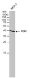 Flap Structure-Specific Endonuclease 1 antibody, MA1-23228, Invitrogen Antibodies, Western Blot image 