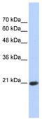 Transcription Elongation Factor A Like 8 antibody, TA342115, Origene, Western Blot image 