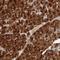 Protein Niban antibody, HPA028657, Atlas Antibodies, Immunohistochemistry frozen image 