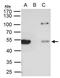 Tubulin Beta 8 Class VIII antibody, PA5-22045, Invitrogen Antibodies, Immunoprecipitation image 