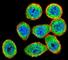 Inhibitor Of Nuclear Factor Kappa B Kinase Subunit Beta antibody, F51040-0.4ML, NSJ Bioreagents, Immunofluorescence image 