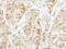 Syntaxin 6 antibody, PA5-30366, Invitrogen Antibodies, Immunohistochemistry paraffin image 