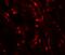 WAP Four-Disulfide Core Domain 2 antibody, PA5-72770, Invitrogen Antibodies, Immunofluorescence image 
