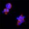 Sterile Alpha And TIR Motif Containing 1 antibody, MAB7037, R&D Systems, Immunocytochemistry image 