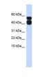 Purinergic Receptor P2X 4 antibody, orb329834, Biorbyt, Western Blot image 