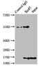 Superoxide Dismutase 1 antibody, CSB-PA022397LA01MO, Cusabio, Immunoprecipitation image 