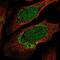 Zinc Finger Protein 223 antibody, NBP2-56382, Novus Biologicals, Immunofluorescence image 