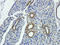 CD4 antibody, orb4830, Biorbyt, Immunohistochemistry paraffin image 