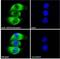 5-Hydroxytryptamine Receptor 2A antibody, NBP2-26091, Novus Biologicals, Immunofluorescence image 