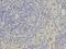 CD3d Molecule antibody, orb49141, Biorbyt, Immunohistochemistry paraffin image 